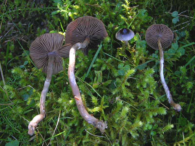 Telamonia da determinare. (cfr. Cortinarius flos-paludis)